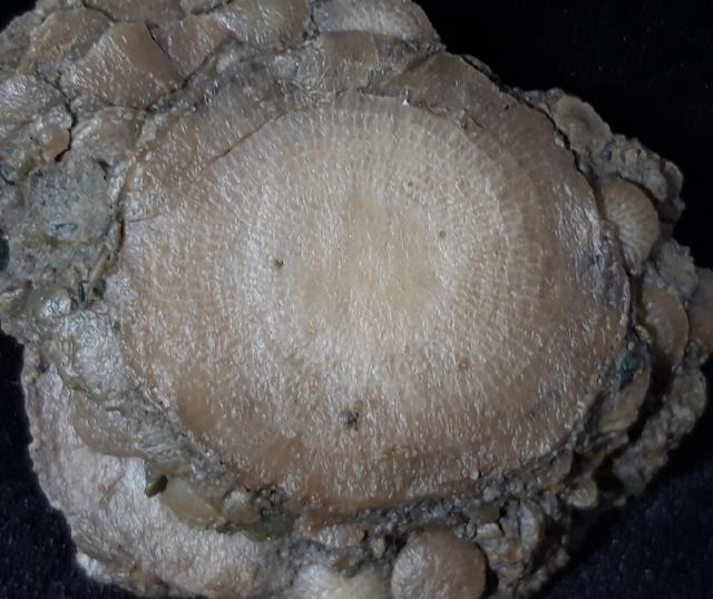 Nummulites exponens SOWERBY 1840 & ?Assilina sp. ORBIGNY 1829 - Bild © FossNet FossilienStore